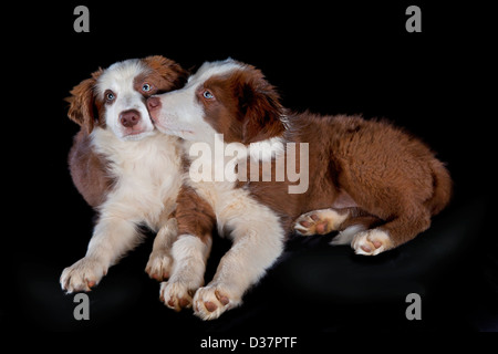 Freundlichen Bruder und Schwester border Collie Hunde aufwachsen zusammen - sie haben gelernt, lustige Tricks und lieben die Schafe hüten Stockfoto