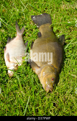 See Fische Schleie mit orangefarbenen Augen und Brassen auf dem grünen Rasen. Stockfoto