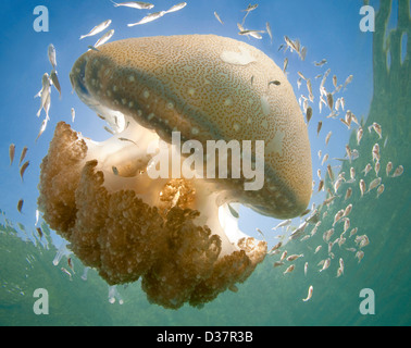 Quallen Schwimmen unter Wasser Stockfoto