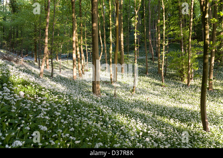 Wellen der Abendlicht auf Teile der Bärlauch in einem Cotswold Buchenholz in der Nähe von Stroud Gloucestershire UK Stockfoto