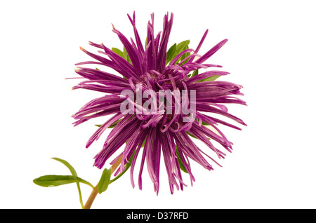 lila Aster Blume Blüte mit Tau Wasser Tropfen Closeup isoliert auf weißem Hintergrund Stockfoto