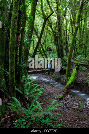 Mann auf der Brücke im Wald Stockfoto