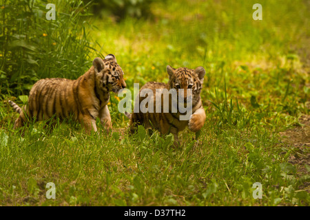 Zwei jungen der sibirischen/Amur-Tiger (Panthera Tigris Altaica) nach einander Stockfoto