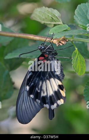 Asiatische Schwalbenschwanz Schmetterling: Papilio Lowi. Schmetterlingshaus, Surrey, England Stockfoto