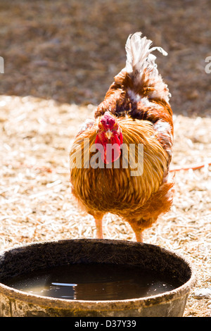 Kostenlose Rrange Hühner auf Bio-Bauernhof. Stockfoto