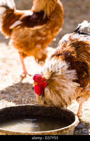 Kostenlose Rrange Hühner auf Bio-Bauernhof. Stockfoto