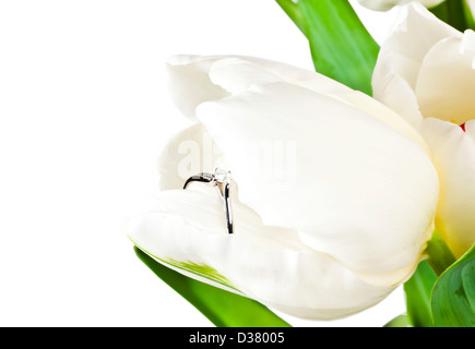 Weiße Feder Tulpe mit Diamant-ring Stockfoto