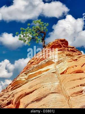 Ponderosa-Kiefer in bunte Felsformation mit Mond. Zion National, Park, Utah. Stockfoto