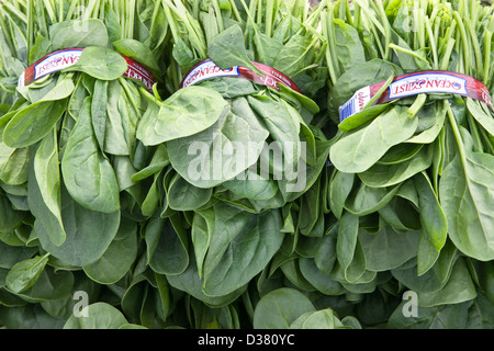 Der Spinat pinacia oleracea 'Ernte, field Pack. Stockfoto