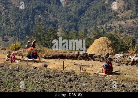 Bauernfamilie weben Reis Matten in Annapurna Region Nepals. Stockfoto