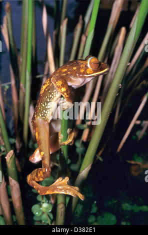 Baumfrosch Boophis Arten Klettern auf Vegetation im östlichen Regenwald oder Regenwald Madagaskar Stockfoto