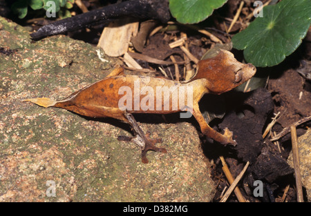 Leaf-tailed Gecko aka Spearpoint Leaf-tail Gecko oder Nosy Be Flat-tail Gecko Uroplatus ebenaui Nord-Madagaskar Stockfoto