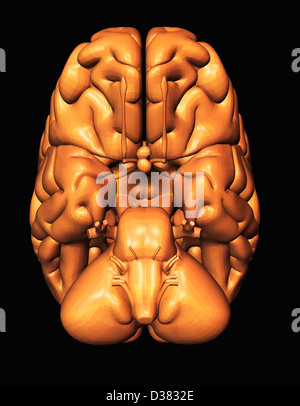 Digital erzeugte Bild des Gehirns Stockfoto