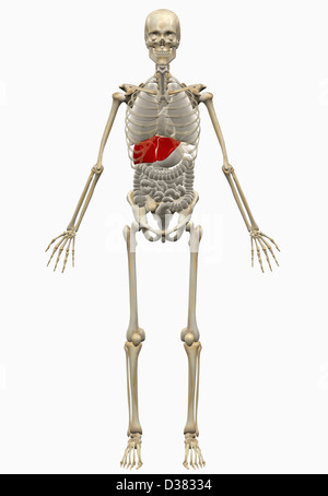 Digital erzeugte Bild des menschlichen Skeletts Stockfoto