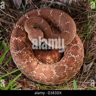 USA, aufgewickelt Klapperschlange in Rasen Stockfoto