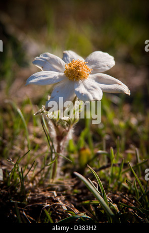 Weiße alpine Anemone (Pulsatilla Alpina), Gran Paradiso Nationalpark, Graian Alpen, Italien Stockfoto