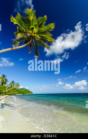 Weißen Sand-Strand mit einer Palme hängen über es in der Karibik Stockfoto