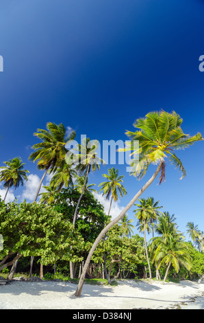 White Sand Beach und Palm Bäume mit tiefblauen Himmel Stockfoto