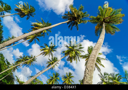 Palmen und blauem Himmel blickte Stockfoto