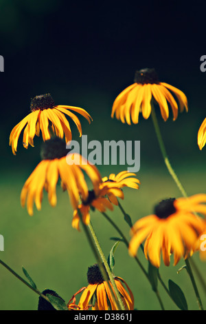 Black eyed Susan (Rudbeckia Fulgida) Stockfoto