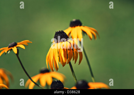 Black eyed Susan (Rudbeckia Fulgida) Stockfoto