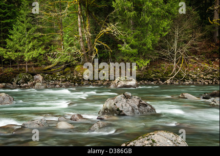 Middle Fork des Snoqualmie River im westlichen Washington State ist ein schöner fließender Fluss in einem Regenwald-Umfeld. Stockfoto