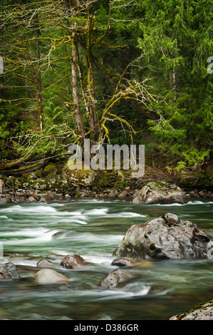 Middle Fork des Snoqualmie River im westlichen Washington State ist ein schöner fließender Fluss in einem Regenwald-Umfeld. Stockfoto