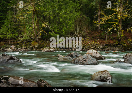 Middle Fork des Snoqualmie River im westlichen Washington State ist ein schöner fließender Fluss in einem Regenwald-Umfeld. Stockfoto