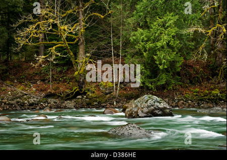 Middle Fork des Snoqualmie River im westlichen Washington State ist ein schöner fließender Fluss in einem Regenwald-Umfeld. Stockfoto