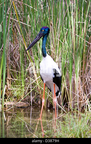 Schwarz-necked Storch, Territory Wildlife Park, Berry Springs (in der Nähe von Darwin), Northern Territory, Australien Stockfoto