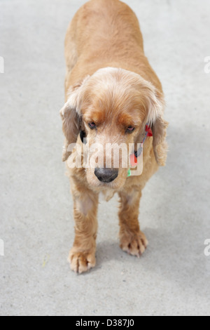 Dieser Hund war das Tierheim aus irgendeinem Grund an und wartete auf den nächsten Besitzer. Stockfoto