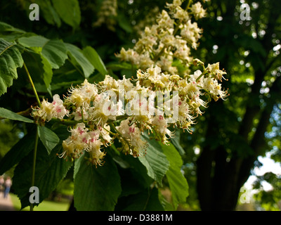 Rosskastanie Blüte (Aesculus Hippocastanum) Stockfoto