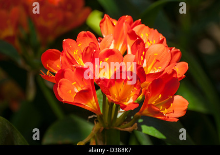 Die schöne und bunte Kaffir Lily, Clivia Miniata. Stockfoto