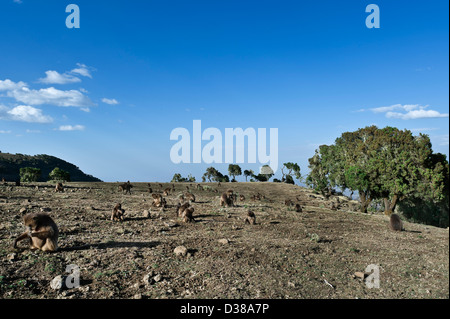 Gelada Paviane, Simien Mountains, Äthiopien Stockfoto