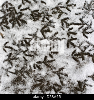 Mehreren Vogelfuß Schritte im Schnee Stockfoto