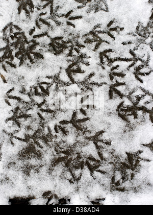 Mehreren Vogelfuß Schritte im Schnee Stockfoto