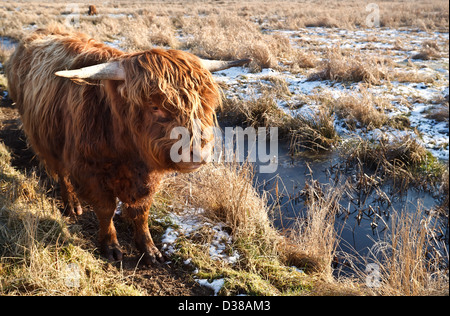 Hochlandrinder im Freien auf der Weide im winter Stockfoto