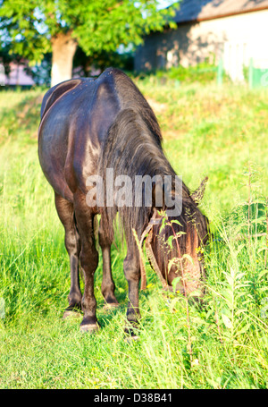 Malerische Sommerlandschaft. Pferd auf der Weide Stockfoto