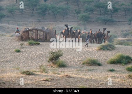 Kamel Herder mit Kamelen in Richtung Pushkar Camel Fair Stockfoto