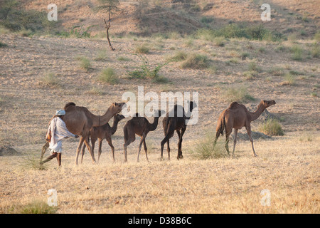 Kamel Herder mit Kamelen in Richtung Pushkar Camel Fair Stockfoto