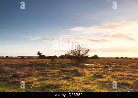 Die Sonne über dem New Forest National Park. Stockfoto