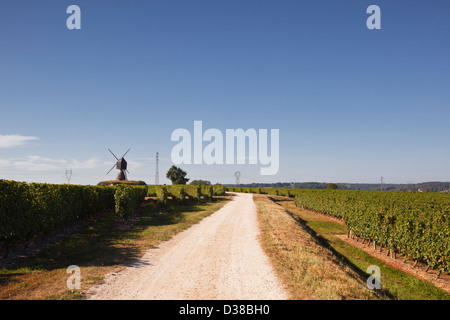 Weinberge rund um den Bereich Montsoreau des Loire-Tals. Stockfoto