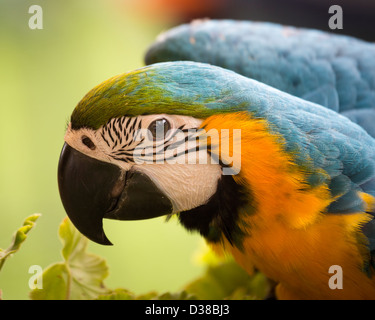 Porträt des blauen und gelben ARA. Ara ararauna Stockfoto