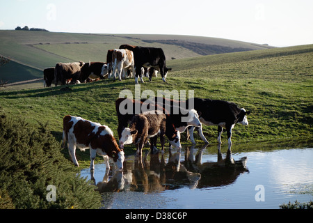 Eine Herde Kühe essen und trinken in der Sonne auf den South downs Stockfoto