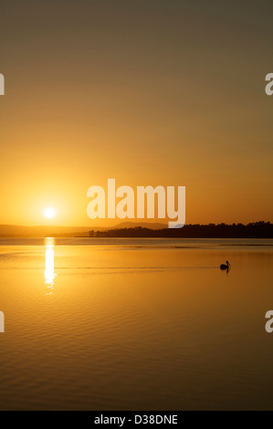 Ein Vogel schwimmt in einem See vor einem schönen Sonnenuntergang Stockfoto