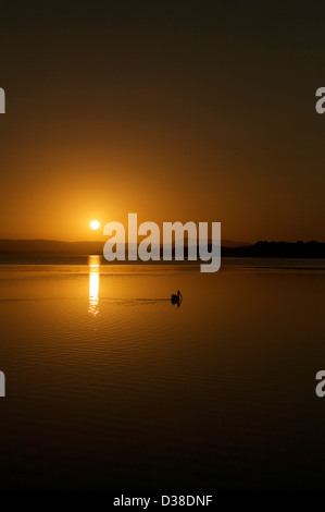 Ein Vogel schwimmt in einem See vor einem schönen Sonnenuntergang Stockfoto