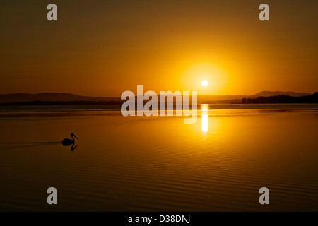 Ein Vogel schwimmt in einem See vor einem schönen Sonnenuntergang Stockfoto