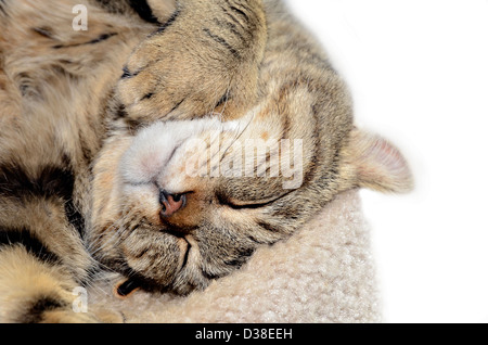 Highland Lynx Katze schläft mit Kopf auf den Kopf gestellt. Stockfoto