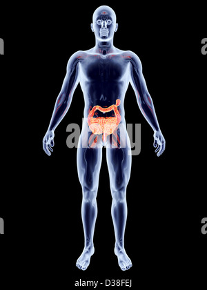 Den Darm. 3D gerendert anatomische Abbildung. Stockfoto