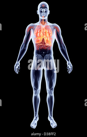 Die Lunge. 3D gerendert anatomische Abbildung. Stockfoto